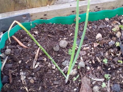 Aqui temos na nossa horta cebolas em fase de crescimento.
